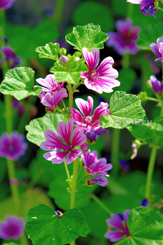 通常是Mallow / Malva Mauritiana / Malva Sylvestris